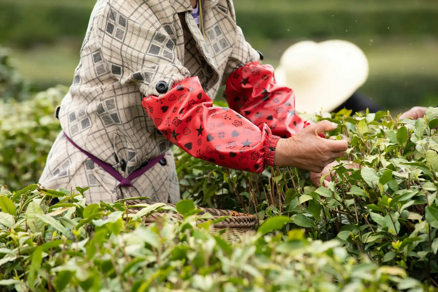 Close view of a picker’s hands plucking fresh tea shoots, in a checked jacket and red patterned sleeve covers, above a woven basket.